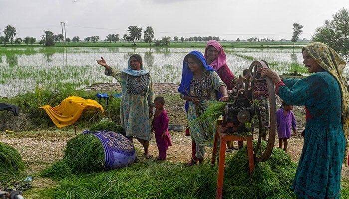 Women Farmers in Matiari